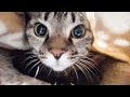 大型犬と猫のいざこざ!