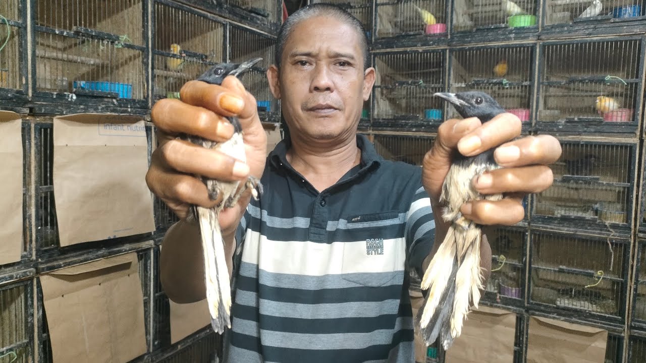 KACER LOKAL BODI BIG .. HARGA SEPESIAL IMLEK 