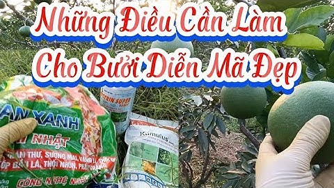 Bưởi Diễn Mã Đẹp Cần Phải Làm Những Điều Này.Bưởi Diễn Quả Non Mã Đẹp