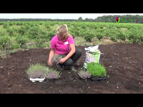 Video: Informatie over de verzorging en het onderhoud van heideplanten