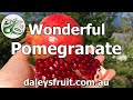 Fall in Love with the Wonderful Pomegranate, it is Sweet, Juicy, Beautiful and Easy to Grow.