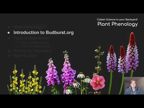 Understanding Phenology - The Life Cycle of Plants