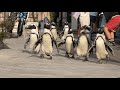 【ふれあいラグーン】自由すぎるペンギンパレード 横浜・八景島シーパラダイス ※2024.04 / Yokohama Hakkeijima Sea Paradise Penguin Parade
