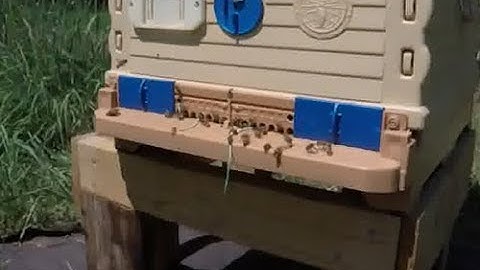 Bees Ejecting Rubber Bands