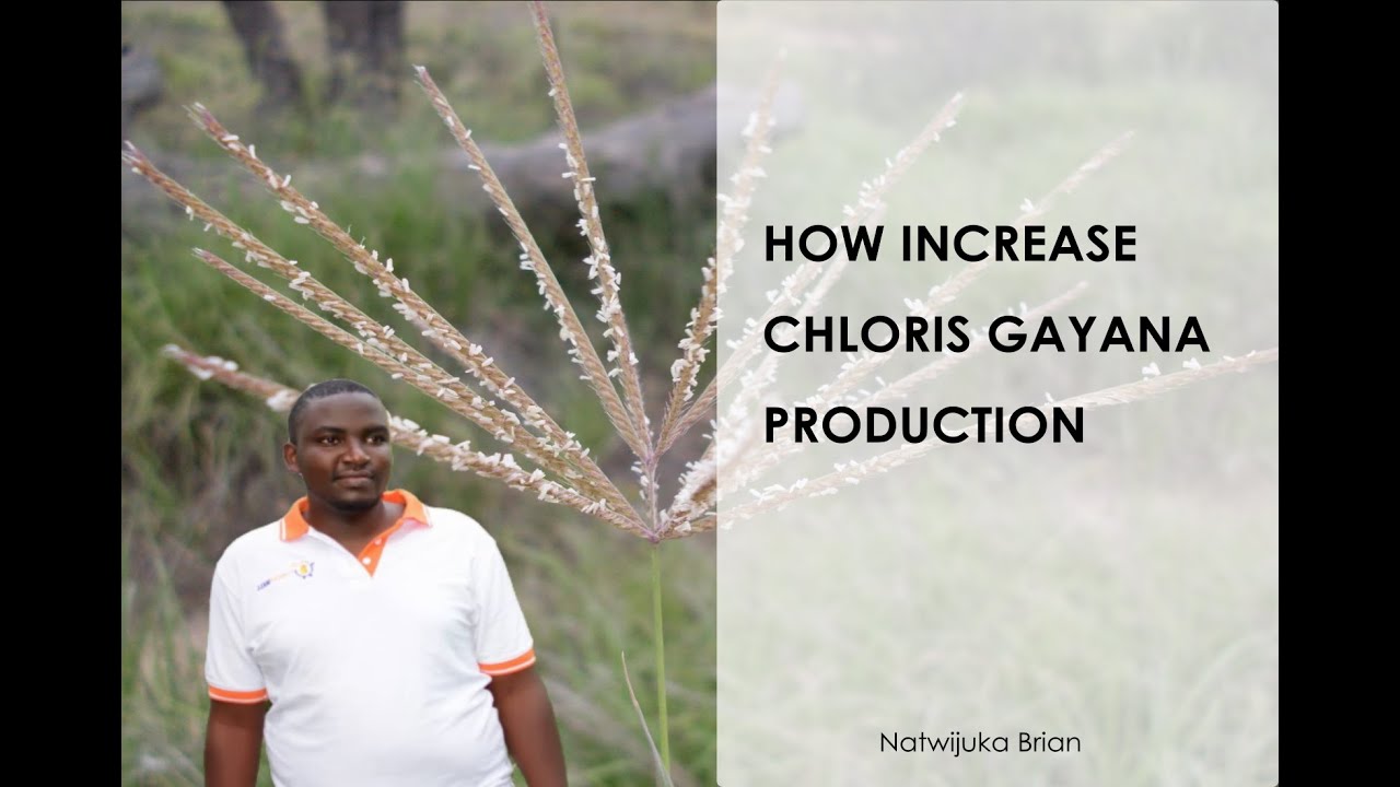 HOW TO INCREASE CHLORIS GAYANA PRODUCTION ON YOUR FARM ll Natwijuka Brian +256789491350