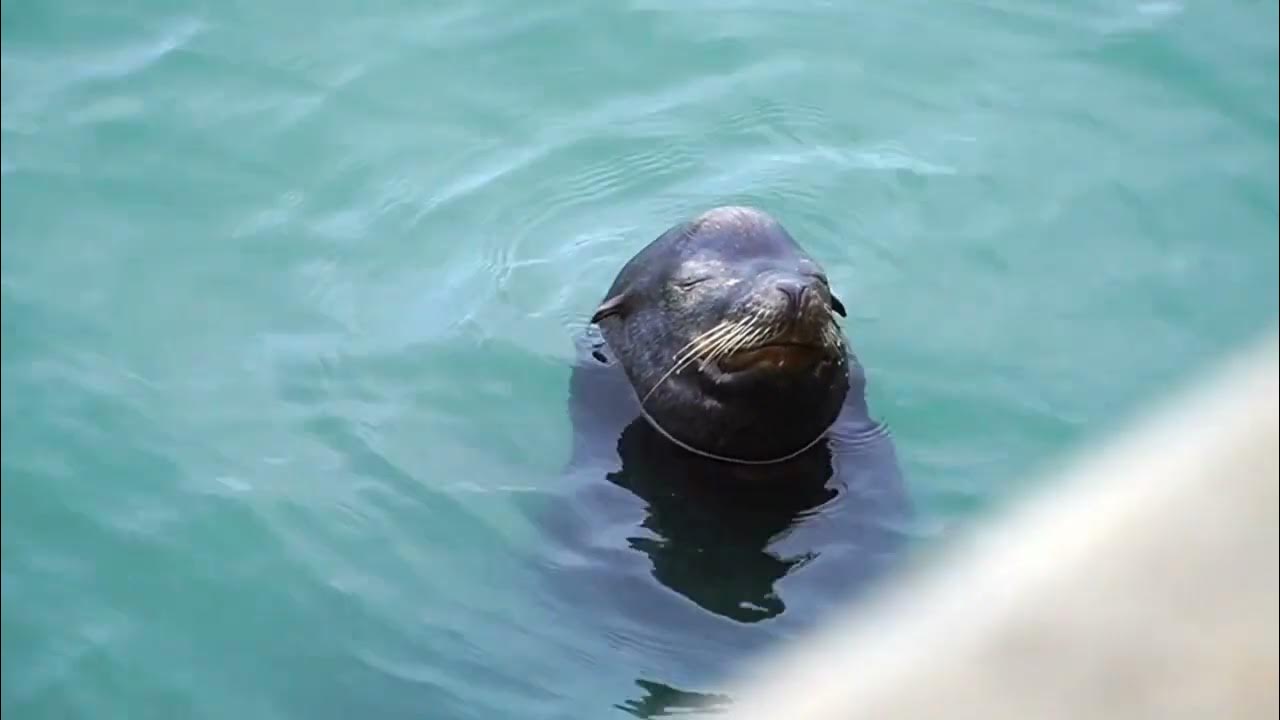 About sea lion facts | adaptation of a sea lion | sea lion | nature