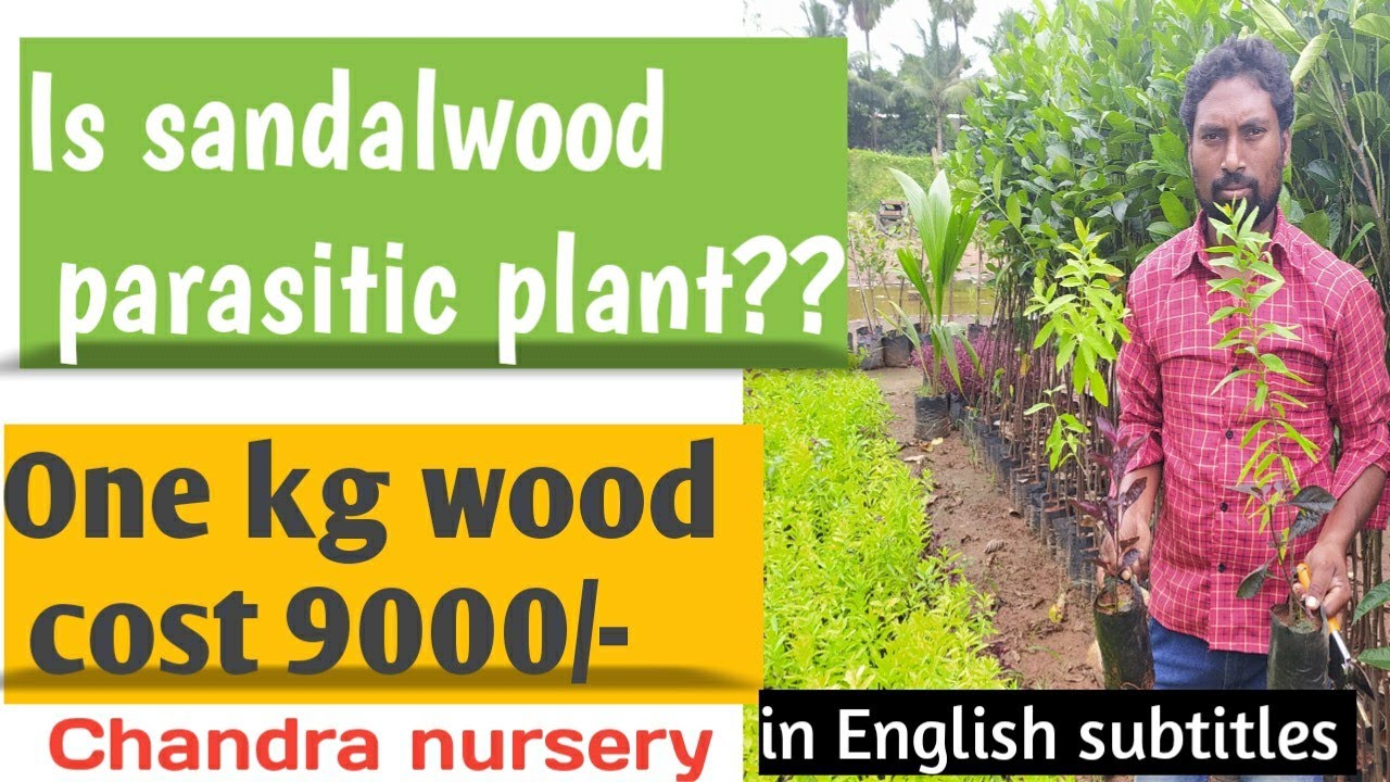 Sandalwood treesandalwood formingsandalwood plantationsandalwood