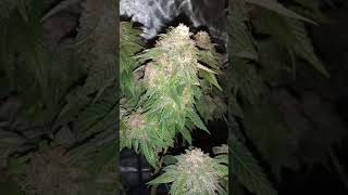 Flower Room Update Day 45/Day 30
