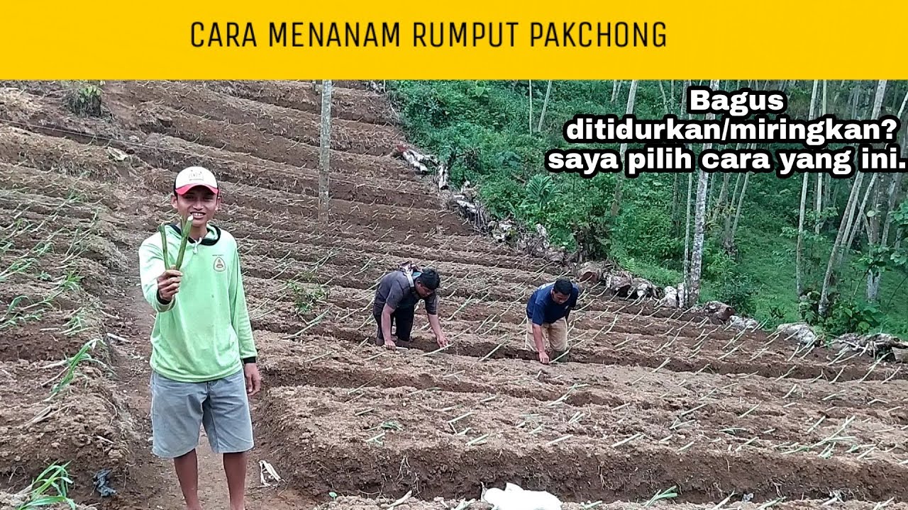 Ilmu Menanam Rumput Pakchong#Part 3 