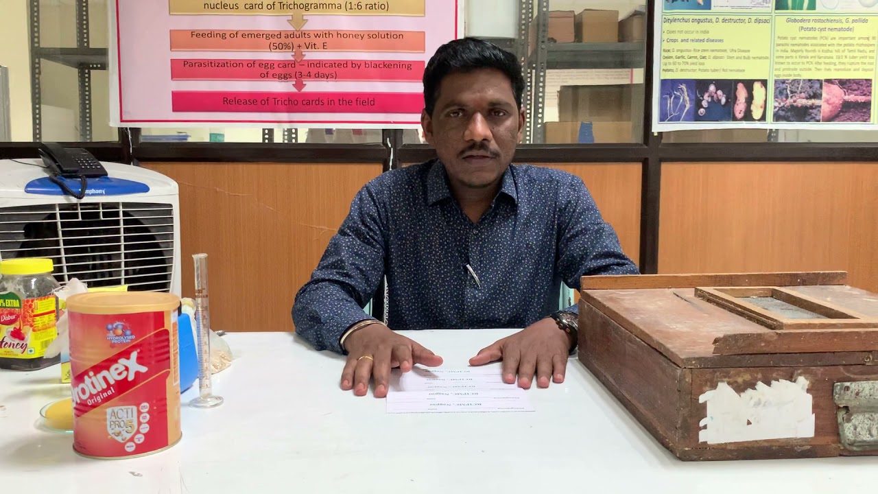 Mass Production of Corcyra cephalonica