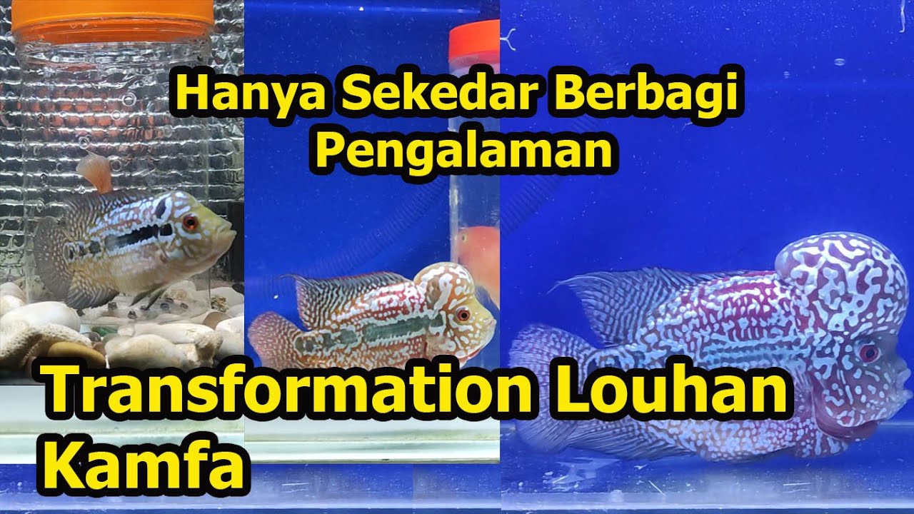 Kupas Tuntas Pengalaman Pelihara Burayak Louhan Kamfa F2 dari Size 4 cm sampai Size 23 cm
