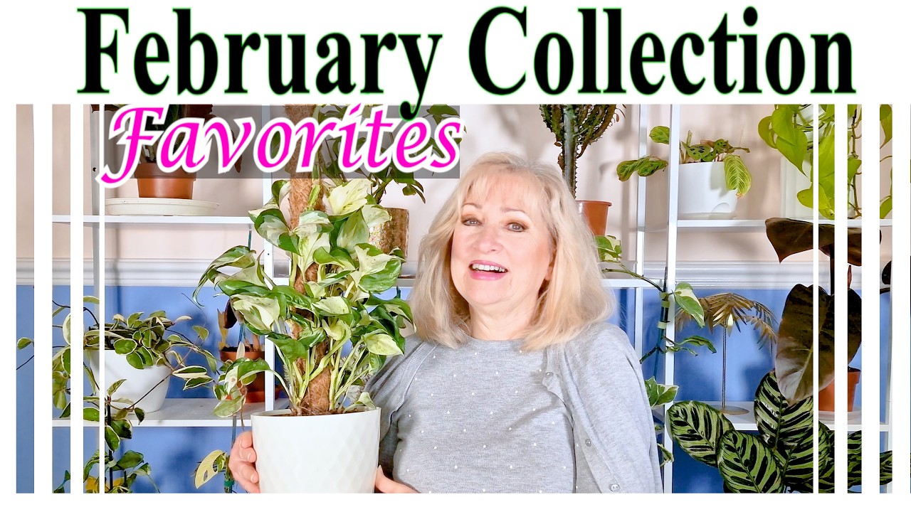 Коллекция комнатных растений. Февральские фавориты 2026 | Эпатажные и редкие комнатные растения в...