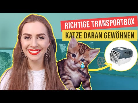 Video: Die Perfekte Katzentrage Finden – Die Richtige Größe Der Kiste Wählen