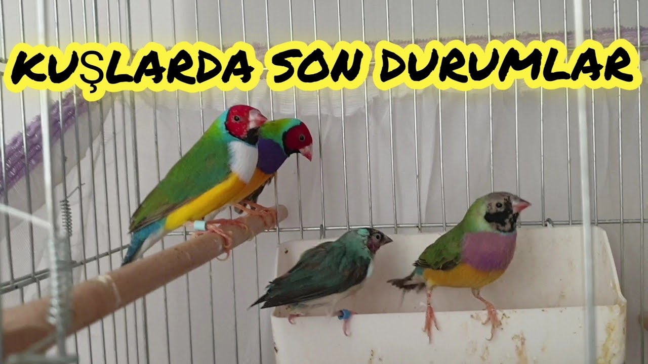 Gökkuşağı İspinozlarım Tüy Döneminde | Kanaryalar Üreme Döneminde