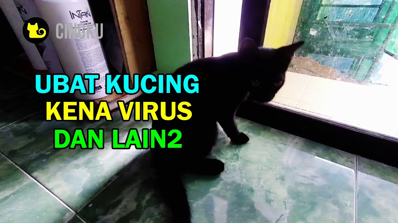 Buat kucing ini ubat virus dan pelbagai lagi - YouTube