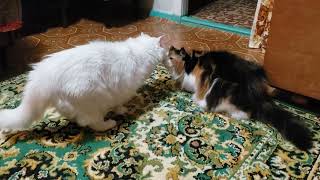 Lika and Jenny l Cute cats video by Lovely Funny Cats 373 views 1 year ago 57 seconds