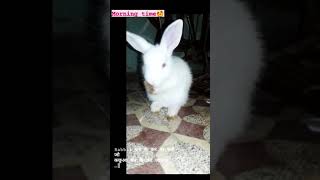 Rabbit#best youtube video #shorts