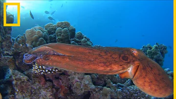 ¿Cuántas veces se aparean las hembras de pulpo?