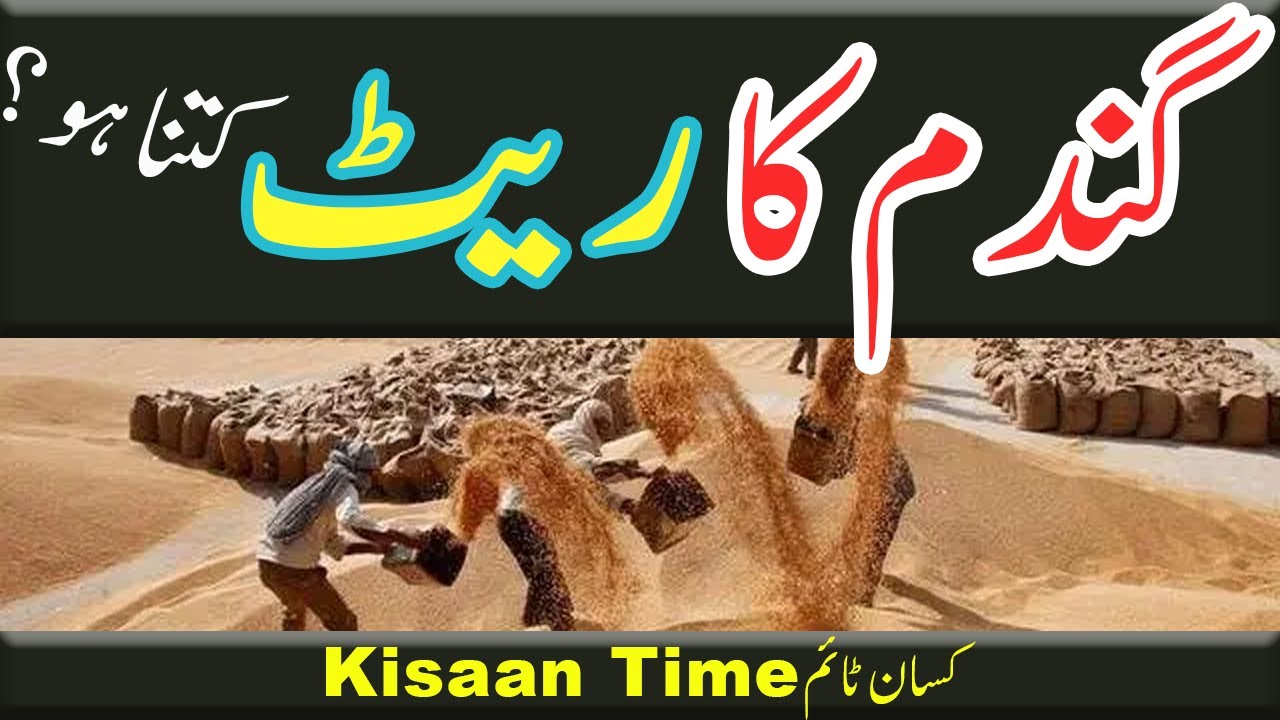 Gandam ka rate 2024 gandam rate today  new rate gandam ka sarkari rate gandam rate sindh Kisan time
