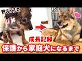 【子犬 子猫 保護犬】群れからはぐれた子犬 保護後の成長記録