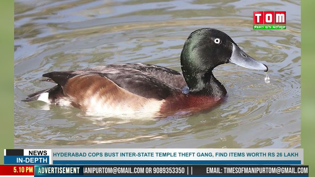 MANIPUR’S LOCAL ‘MANIPURI DUCK’ GETS OFFICIAL RECOGNITION AS INDIGENOUS BREED
