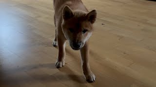 Young Shiba Inu being a mad dog for no reason