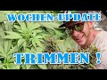 Wöchentliches Update : Lollipoppen