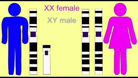 GENETICS 1: SEX LINKAGE: XY CHROMOSOMES AND GENDER