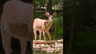 YOUNG BUCK LOOKING AT ME #deer #buck #woods #hike