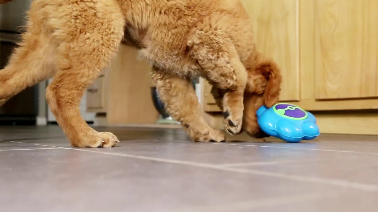 KONG Flipz - Treat Dispensing Dog Toy 