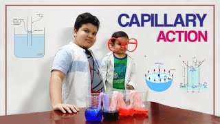 Easy Science Experiment to do at home for kids| easy Capillary Action | walking water experiment |