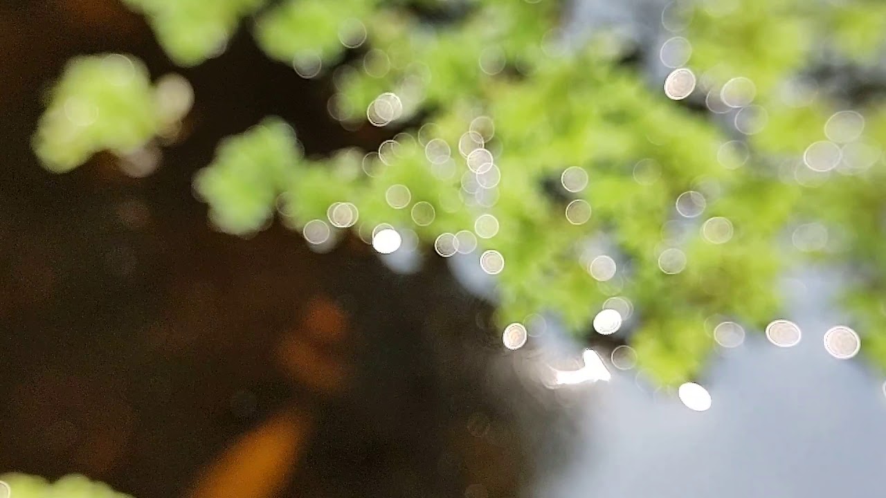 Water Reflection Bokeh from sunshine Azolla Microphylla 2 : Free Farm Video Footage 