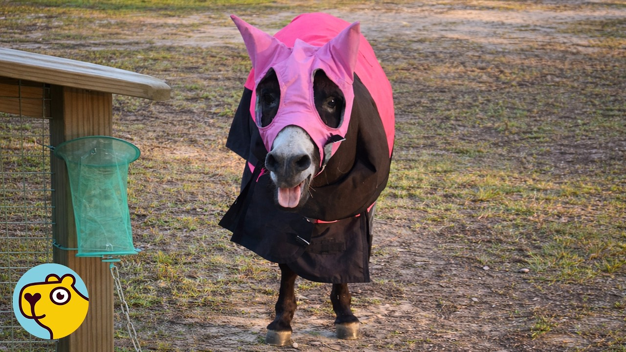 Lonely Donkey Surprises Everyone With His Voice