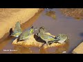فردون خضير عصفور خضيري الحسون الأخضر GreenFinch طيور ليبيا فردون خضير عصفور خضيري الحسون الأخضر GreenFinch طيور ليبيا