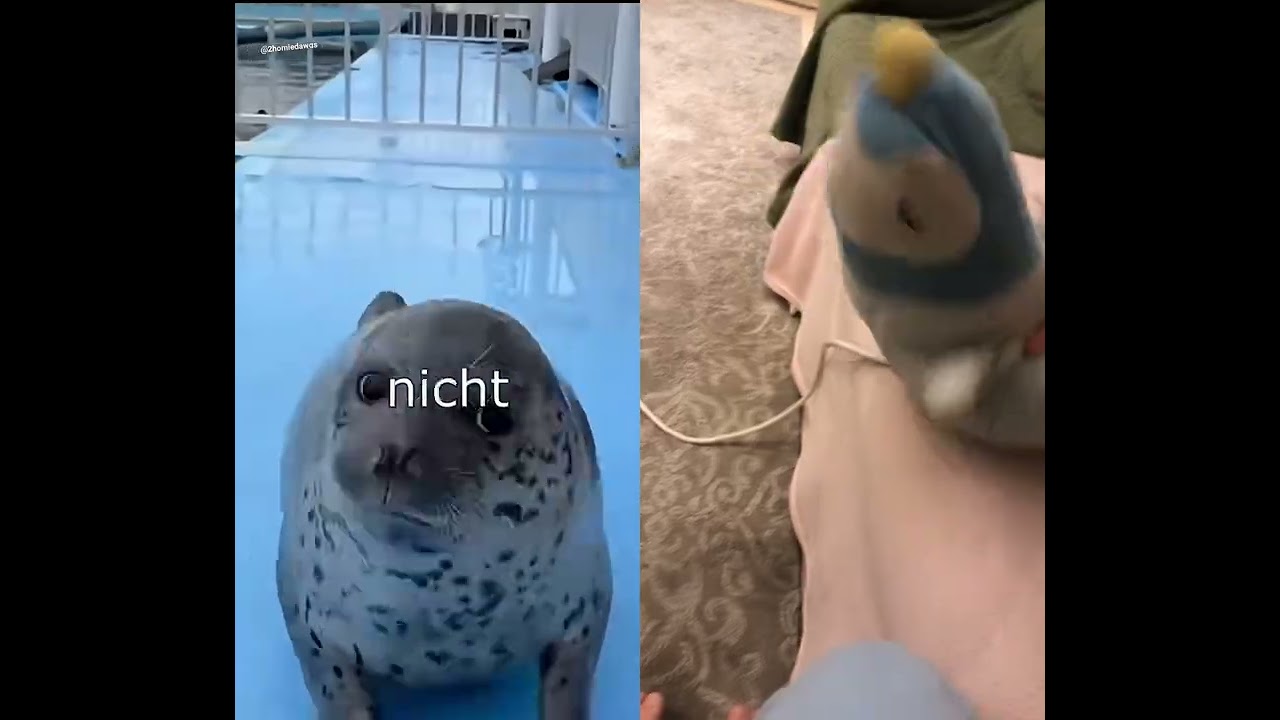 Day 7 of acting with Mr.Penguin