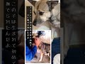 【涙腺崩壊】ごめんなさい・・ごめんなさい・・ぶたないで、動画をアッチャンと見た反応 #shorts #アッチャン #元保護犬の竜之助とアッチャンねる