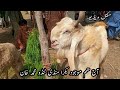 Aj ka zabrdasht vlog bakra mandi tando muhammad khan february 25 2024