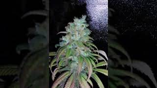 Feminized Bubba'z Afro winter project