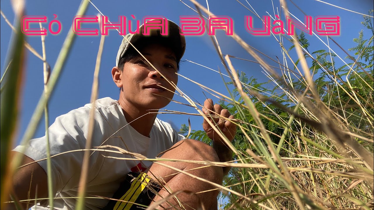 Cỏ pili, xá lợi tóc chùa ba vàng . Quan sát và nhận biết