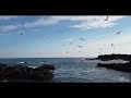 Fantastico volo di gabbiani_4K