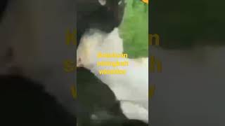 MOMEN NGAKAK PASANGAN KETAHUAN SELINGKUH|| VIDEO LUCU POJOK HUMOR