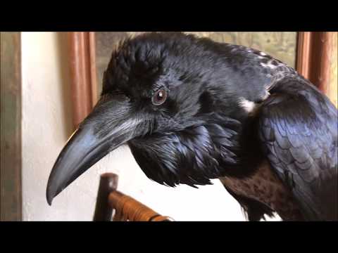 Video: What To Feed The Ravens