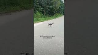 White-breasted Waterhen කොරවක්කා (Amaurornis phenicurus) @ Thalangama lake  🌱