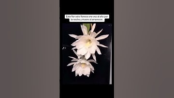 Thumbnail of ESTA FLOR FLORECE UNA SOLA VEZ EN LA NOCHE Y MUERE AL AMANECER. #fyp