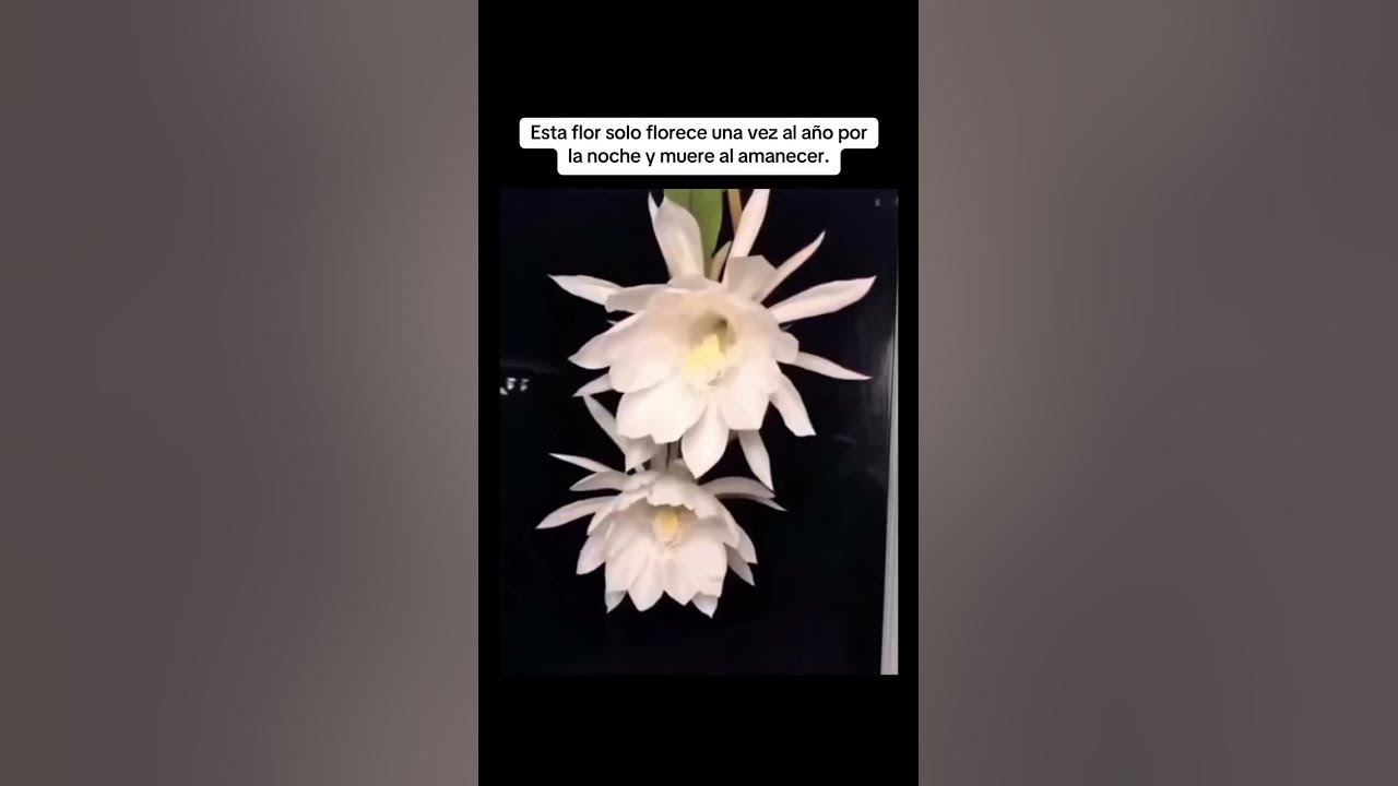 ESTA FLOR FLORECE UNA SOLA VEZ EN LA NOCHE Y MUERE AL AMANECER. #fyp