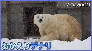 世界の熊館に帰ってきたデナリ　早速リラの忘れ物を見つける Polar Bear