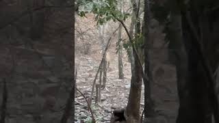 Tiger and Bear fight in Zone 5 of Ranthambore #shorts