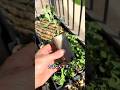 捨てないで！トイレットペーパーの芯が神ポットになる🌱