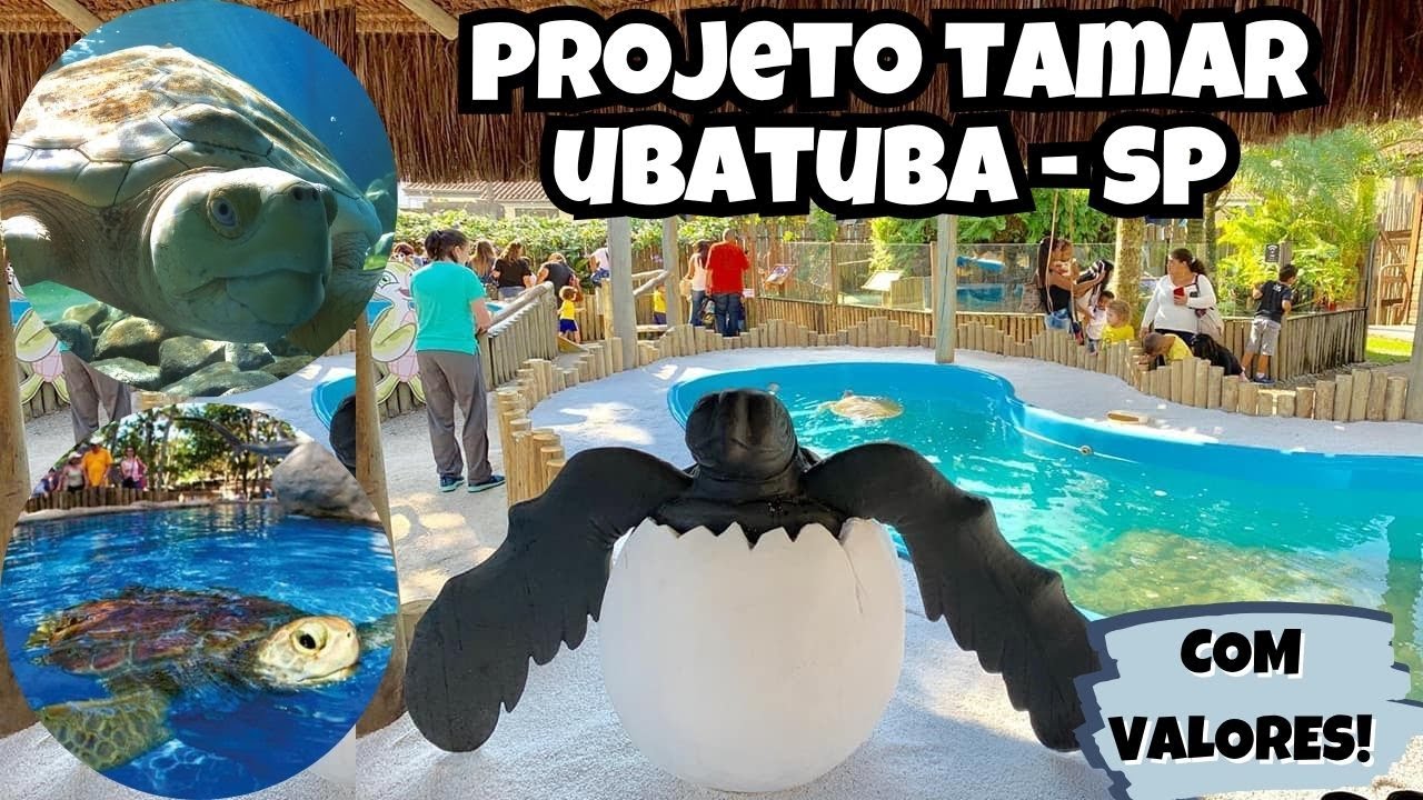 Projeto Tamar Ubatuba SP - Tour completo com Valores