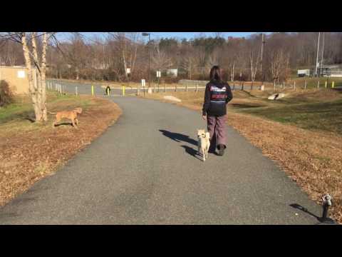 Shiba Inus Cassius And Carly Shiba Inu Dog Training Off
